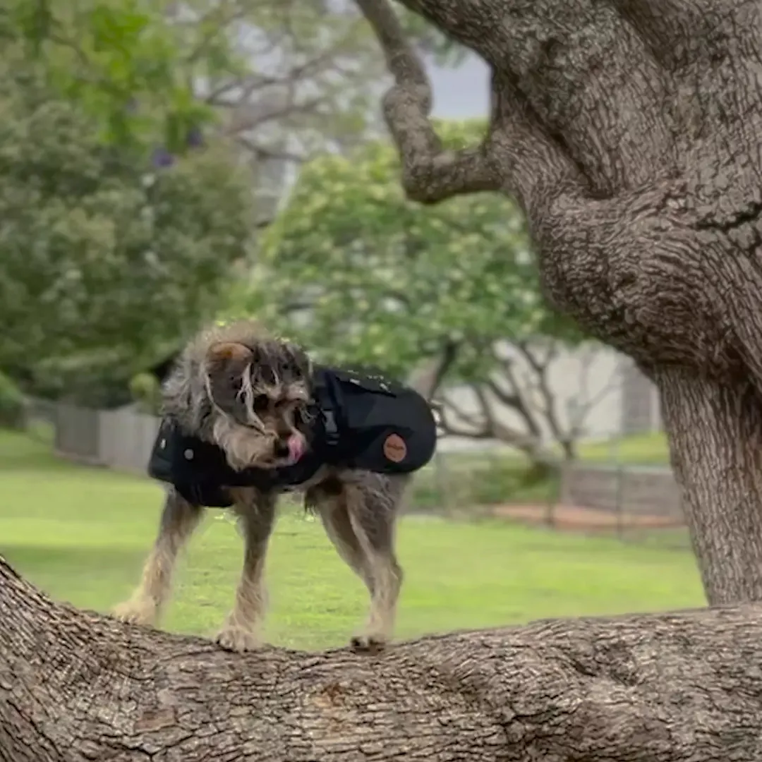 Aussie Oilskin Waterproof Dog Coat - Black