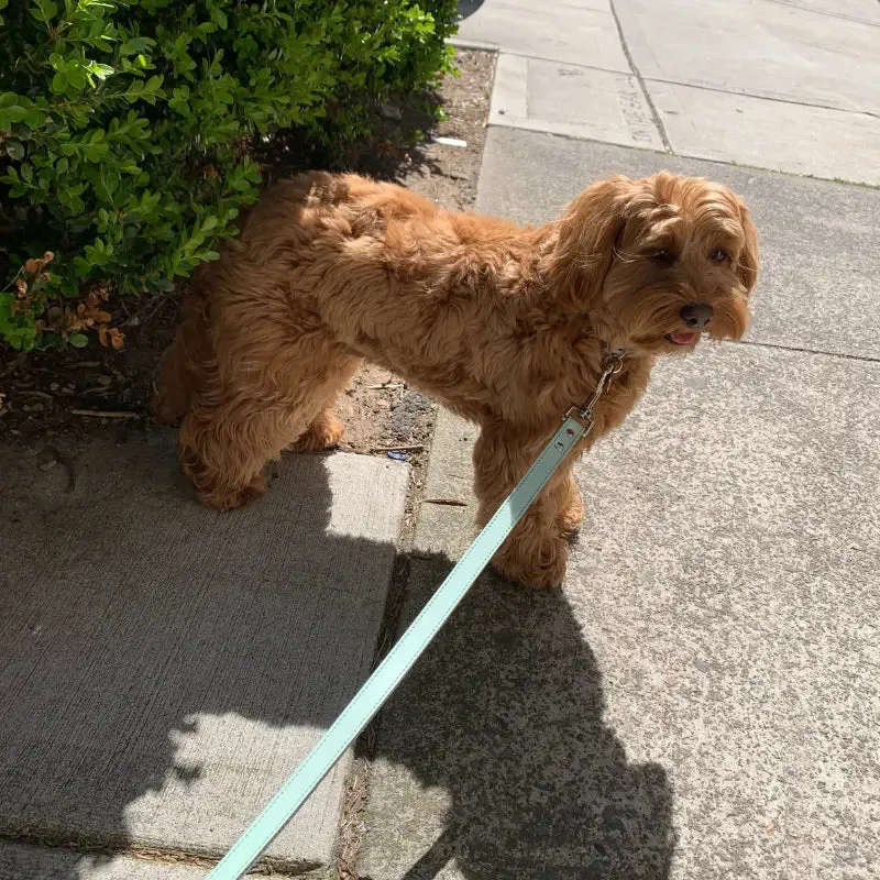 DOGUE Gelato Dog Lead